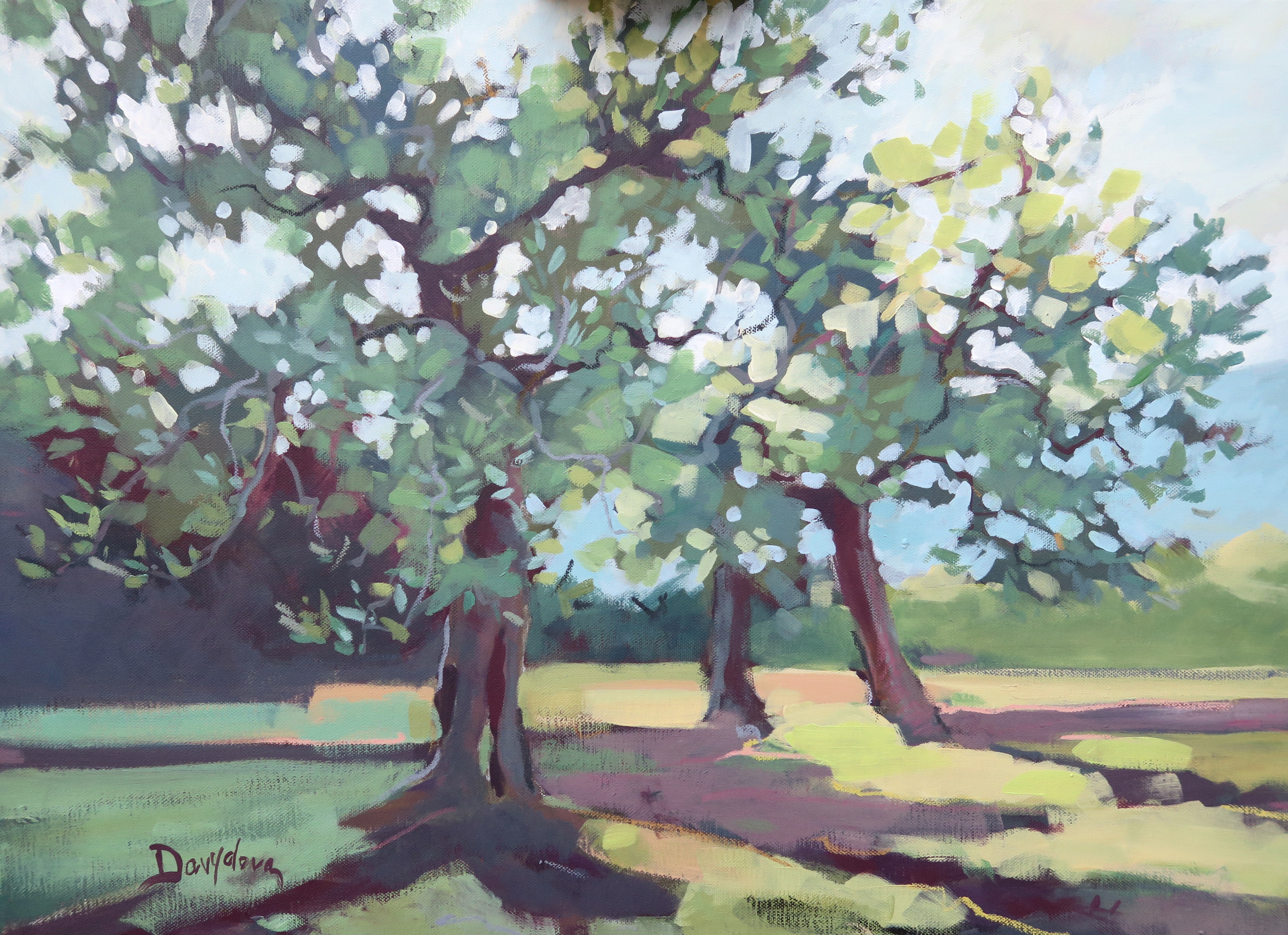 Olive trees after rain